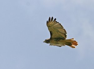 Red-tailed Hawk Flight