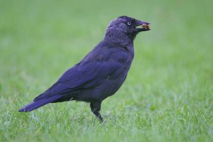 Jackdaw