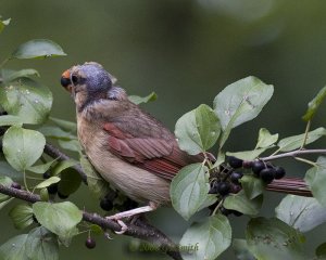 Female Cardinal In Buckthorn Bush