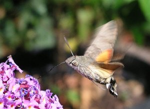 Hummingbird Hawkmoth