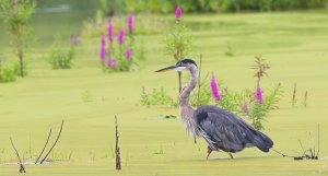 Great Blue Heron