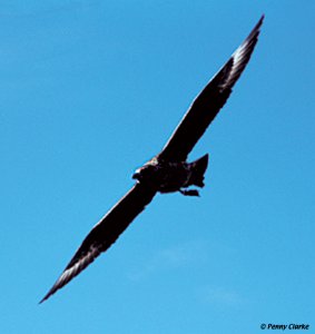 Great Skua (Bonxie)