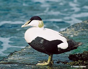 Common Eider (drake)