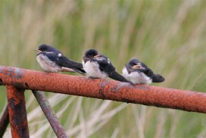 Swallow fledgelings wait for food