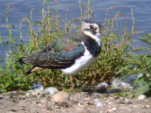 Juvenile (Northern) lapwing