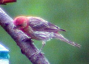 purple finch male in rain