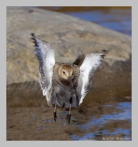 Dunlin on final approach