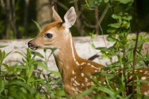 Bridgewater Buck