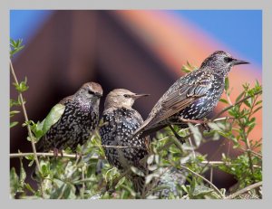 Starlings