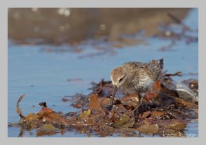 Dunlin