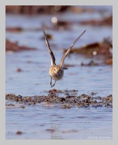 Low-flying dunlin