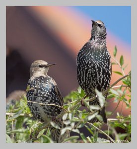 More starlings