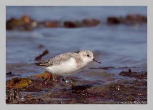 Sanderling