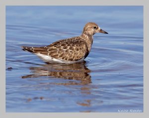 Turnstone