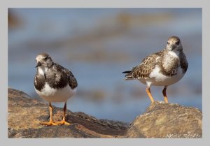 The Turnstone Twins