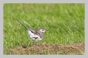 Pied wagtail