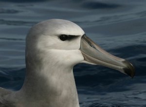 Shy Albatross