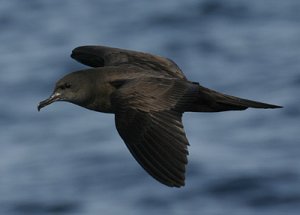 Wedge tailed shearwater