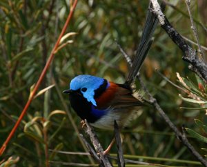 Variegated Fairy Wren