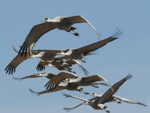 Sandhill Cranes