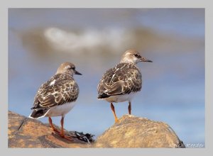 The Turnstone Twins again