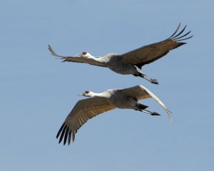 Sandhill Cranes, on the move!