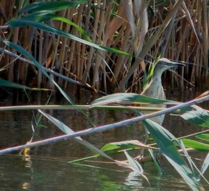 Squacco Heron