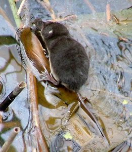 Water Shrew