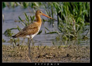 Black-tailed Godwit with digiscoping