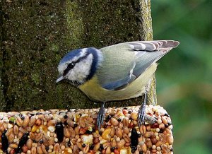 Blue Tit