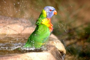 Lorikeet taking a  bath