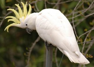 Sulpher-Crested Coackatoo