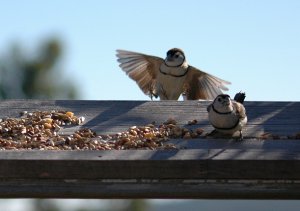 Double-Barred Finche