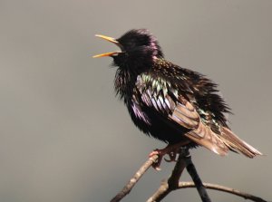 squawking starling