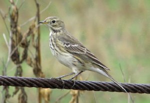 American Pipit lifebird poses for picture!