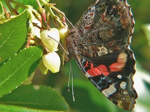 Feeding Red Admiral