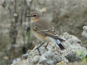 (Northern) Wheatear