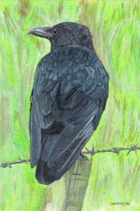 Carrion crow