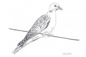 (european) turtle dove