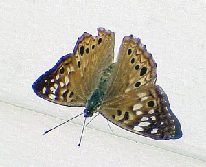 Hackberry Emperor