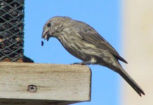 House Finch (female)