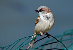 Bird in blue