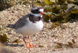Ringed Plover on Scilly