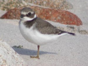 Juvenile Ringed Plover on St Mary's