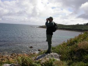 Birding on Scilly