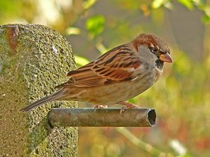 House Sparrow