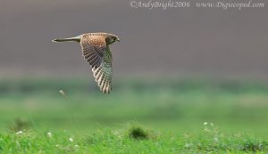 Kestrel