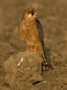 Red Foted Falcon