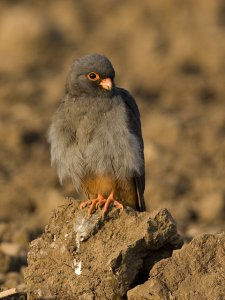 Red Foted Falcon