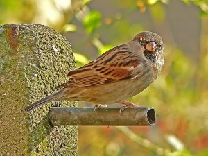 House Sparrow #2